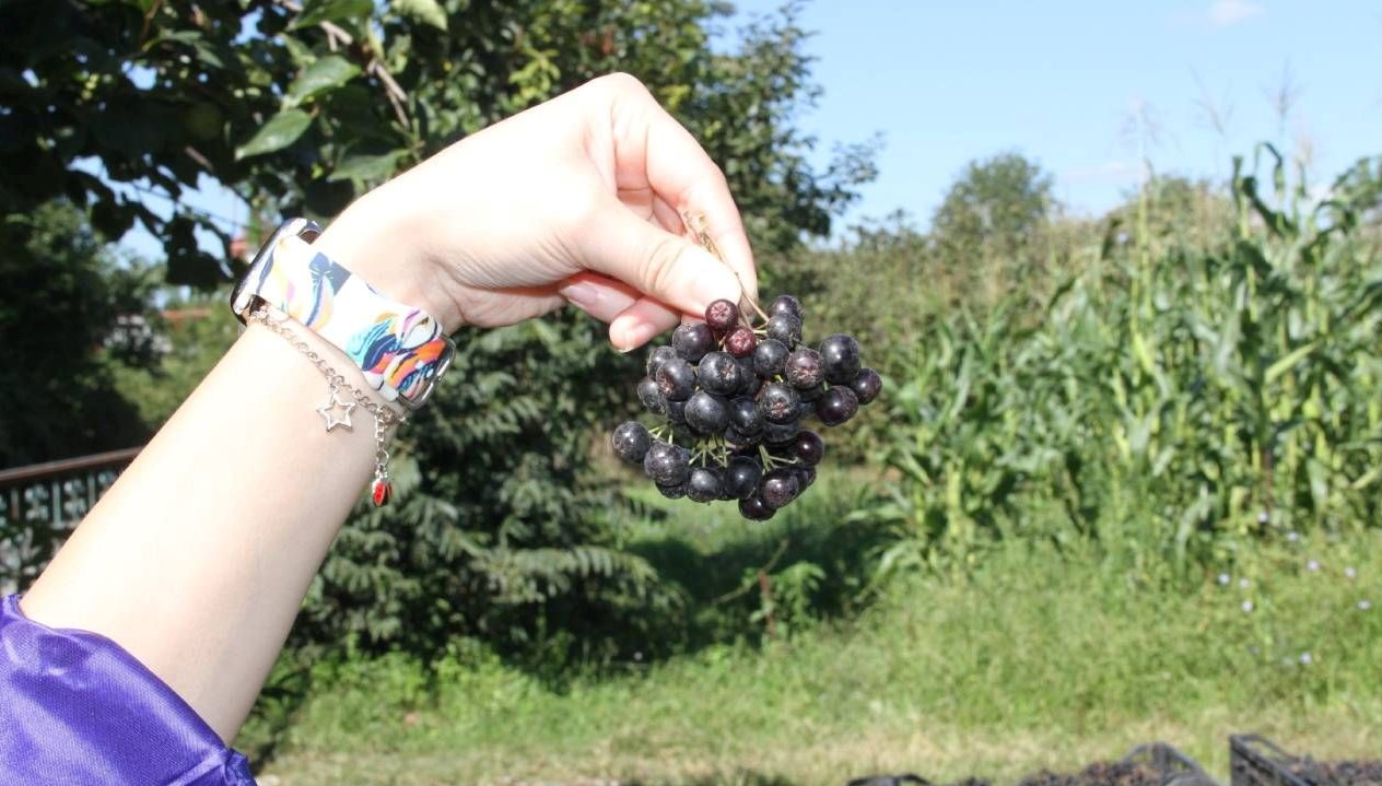 aronya hasadi basladi tarlada kilosu 100 tl aYc6yYtD