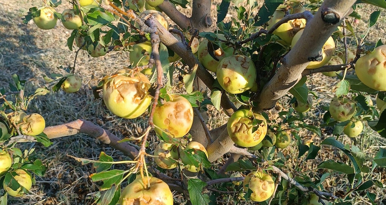 dolu vurdu 100 milyon zarar olustu SaAkSr6T