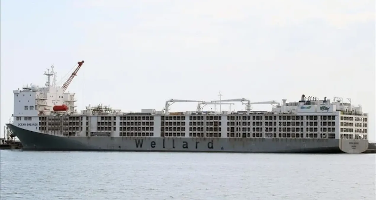 apar topar avrupanin kapisi calindi yil bitmeden yuz binlercesi turkiyeye gelecek bbkHQc3Q