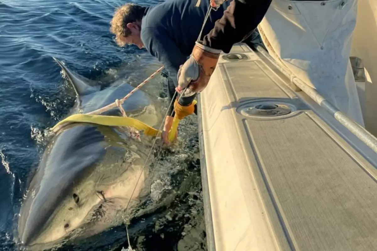 atlantikte yakalanan en buyuk beyaz kopekbaligi bilim dunyasini sasirtti TC7uOCwM