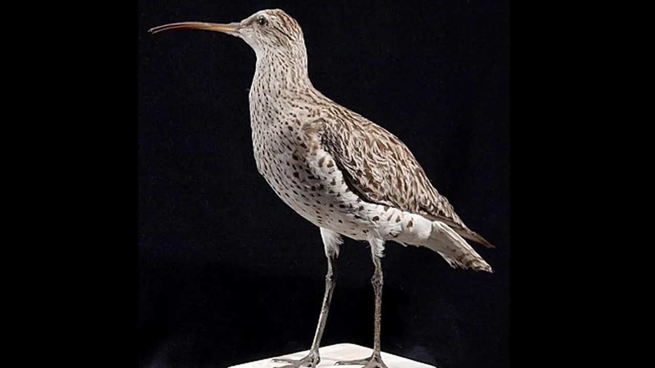 birkac yil once aramizda dolasiyorlardi artik yoklar aQe71i1A.jpg