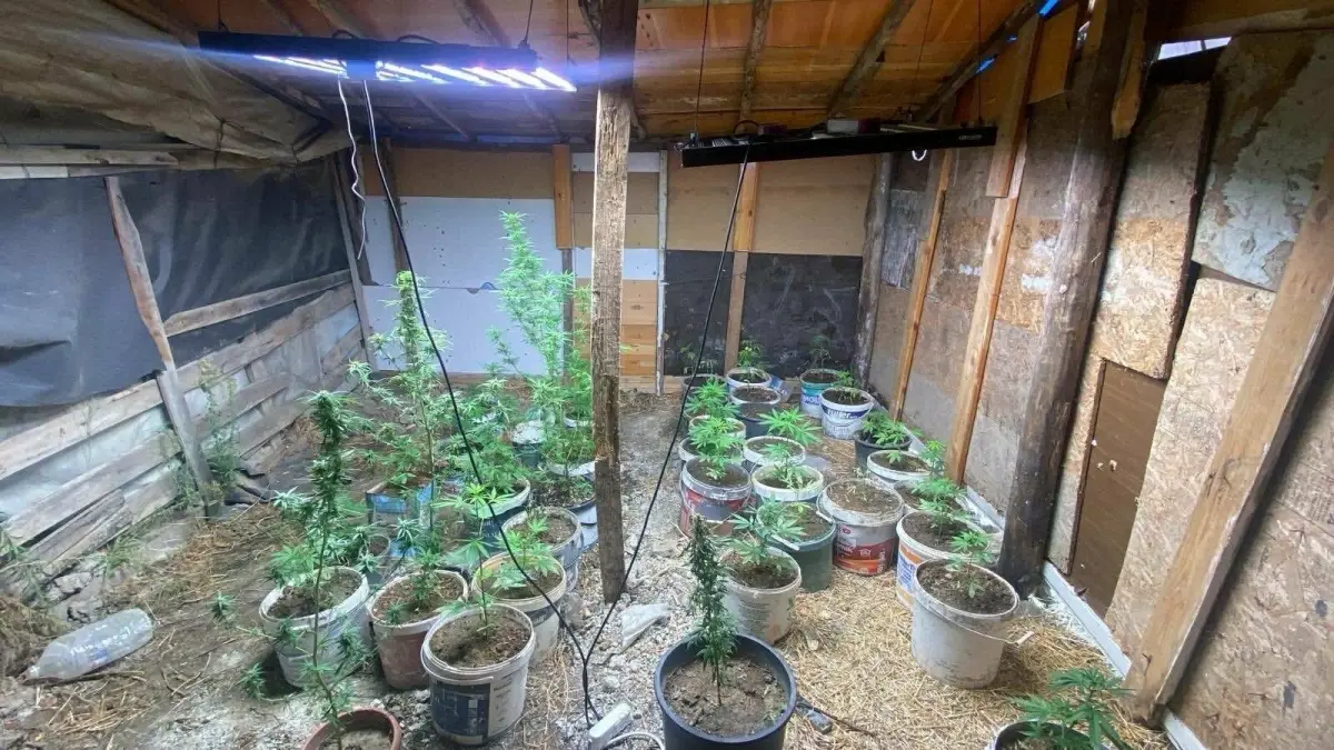 kusadasinda hint keneviri yetistiren iki supheli yakalandi 1spKHrhl