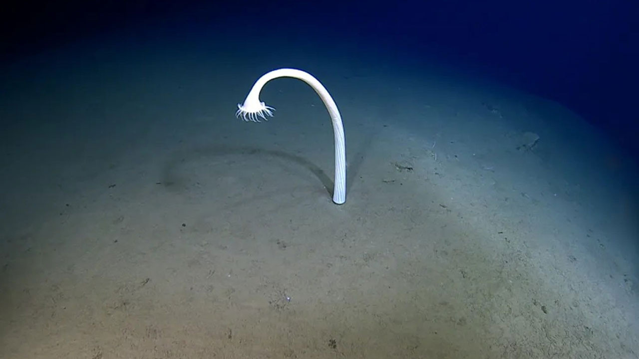 okyanusun dibi aydan bile gizemli 9775 metre derinlikte 30000 yeni canli belgelendi 2NHhbPHd.jpg