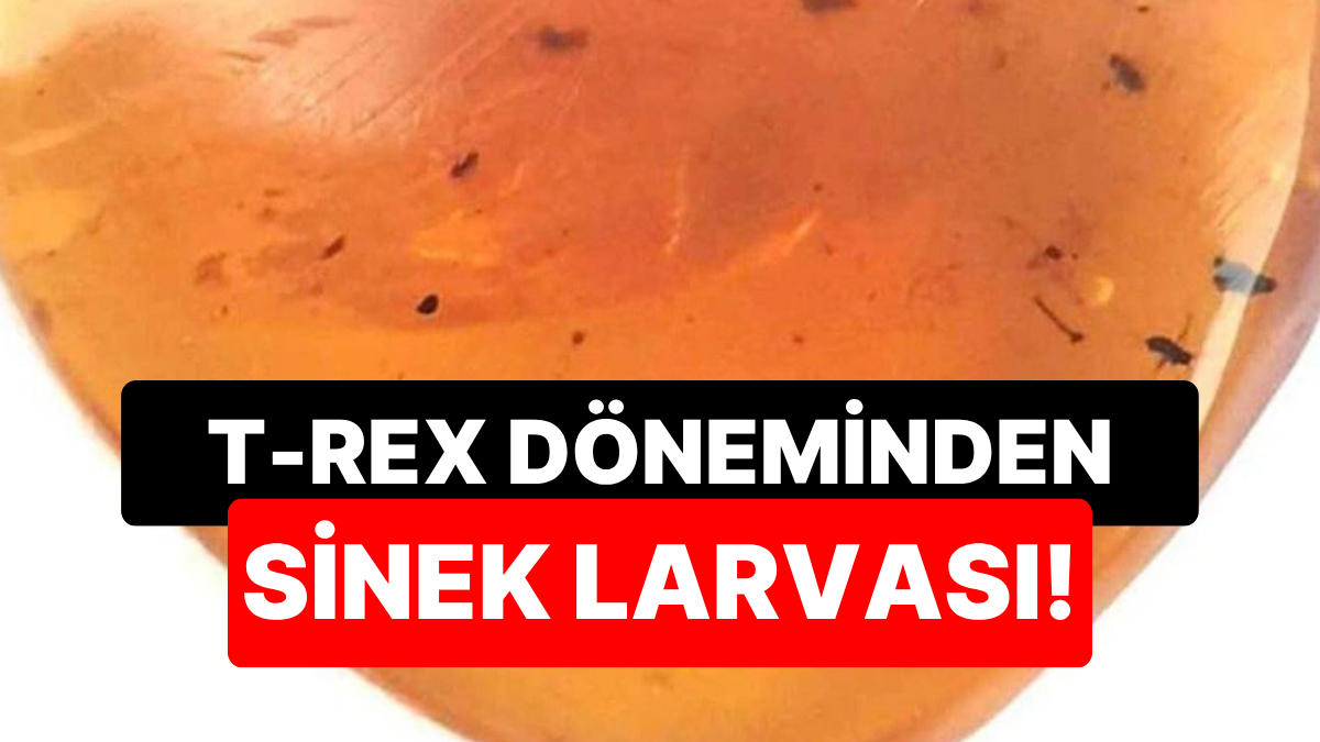 t rex doneminden kalma sivrisinek larvasi kesfedildi 2BSVyP3c.jpg