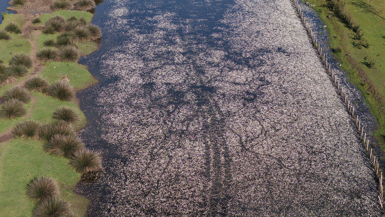 Baharın Güzellikleri: Su Papatyaları ve Mandalar Deltayı Canlandırıyor